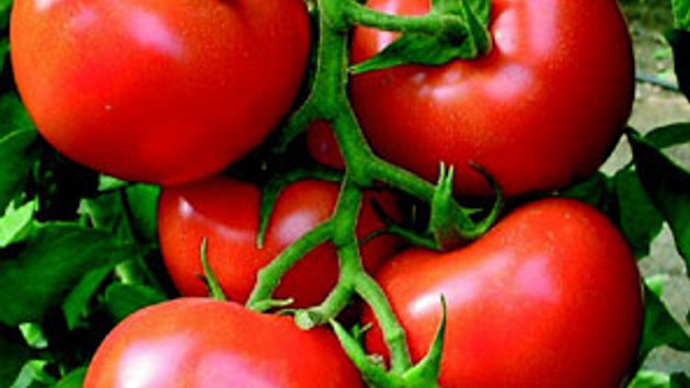 Domates o kanseri önlüyor Domates o kanseri önlüyor